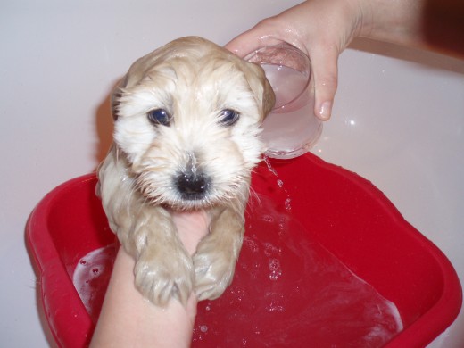 Su primer baño